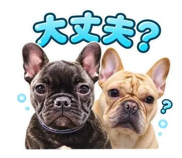 2匹のフレンチブルドッグから制作した通常・静止LINEスタンプ8