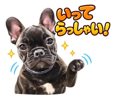 2匹のフレンチブルドッグから制作した通常・静止LINEスタンプ10