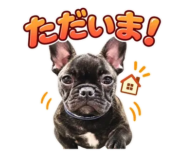 2匹のフレンチブルドッグから制作した通常・静止LINEスタンプ12