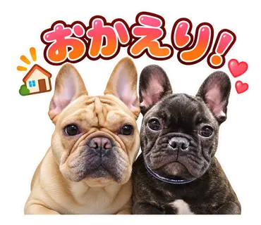 2匹のフレンチブルドッグから制作した通常・静止LINEスタンプ13