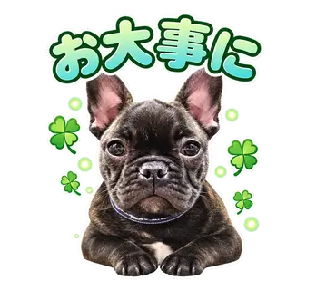 2匹のフレンチブルドッグから制作した通常・静止LINEスタンプ19
