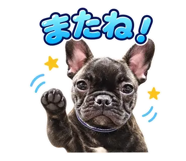 2匹のフレンチブルドッグから制作した通常・静止LINEスタンプ21